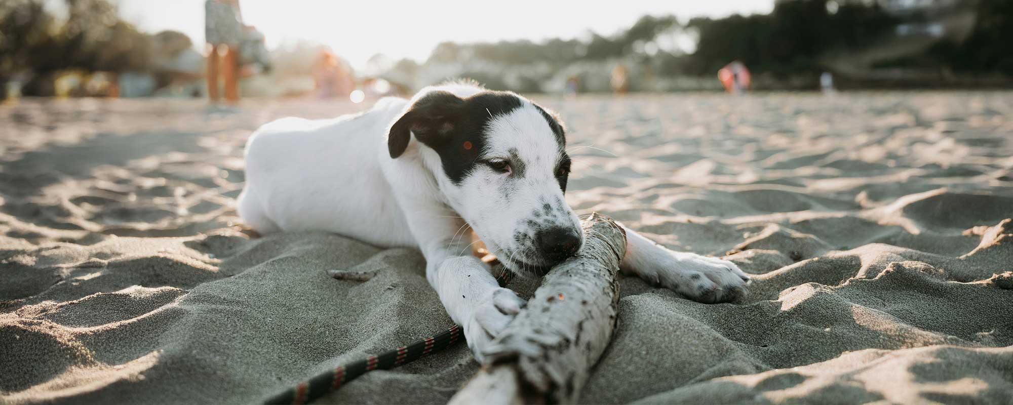 The Village Vet Hospital storefront