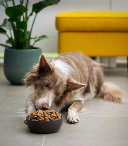 A beautiful brown dog eating dog food from its bowl