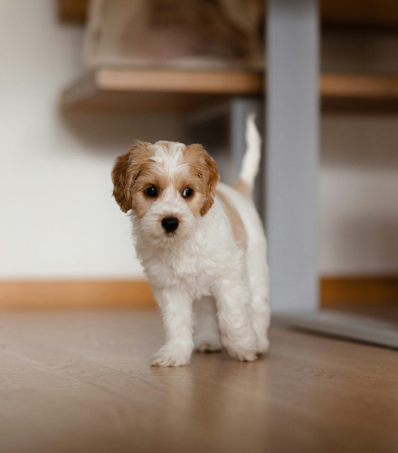 A cute white and brown puppy