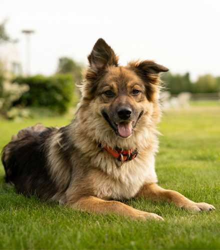 A happy dog with its one ear straight sitting on grass field