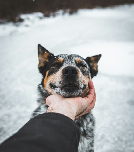 A human hand holding his pet's face