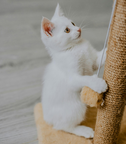 A white kitten playing