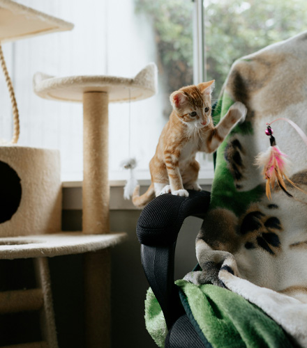 Kitty playing with a toy