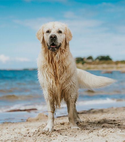 White color dog on a beach