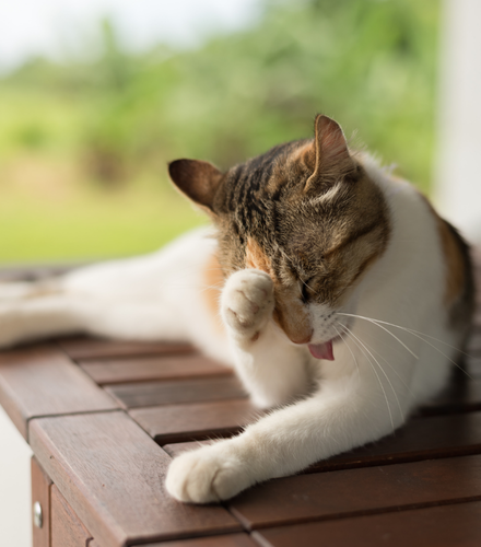 a cat rubbing it's face with a paw