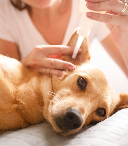 a dog getting an ear wash by it's owner