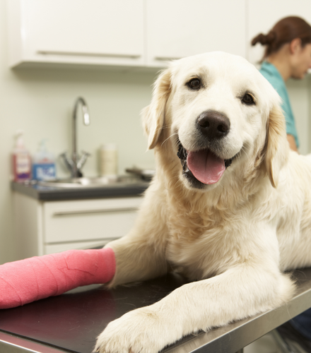 a dog laying on the examination table at the vet with it's paw wrapped 