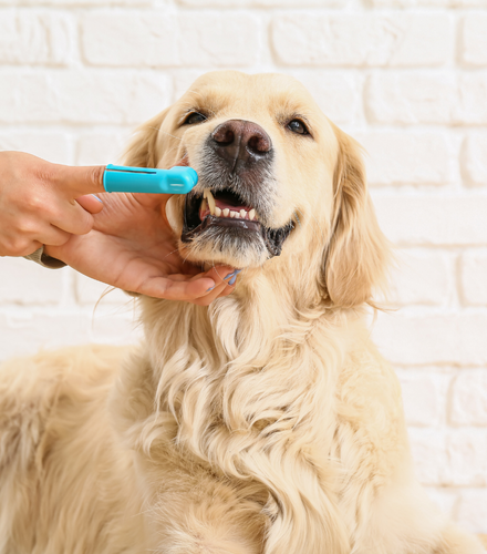 Beautiful puppy sitting on a grass field