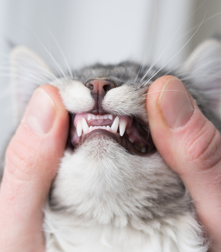 someone holding a cat's mouth open to show it's teeth