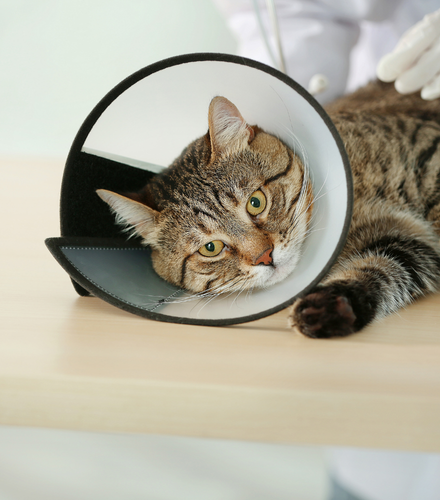 a cat wearing a cone laying on an exam table at the vet