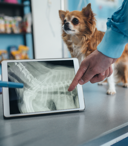 a veterinarian going over an x-ray with a dog on the examining table