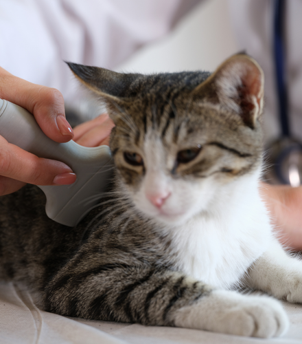 a cat receiving an ultrasound at the vet
