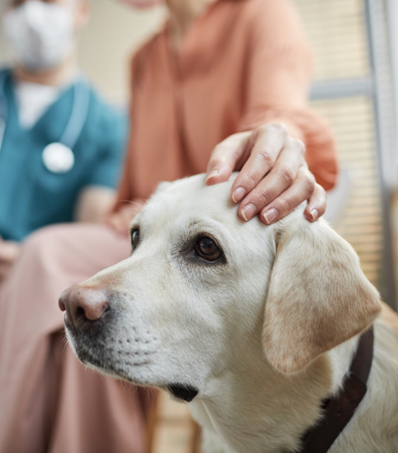 a dog being petted by it's owner at the vet 