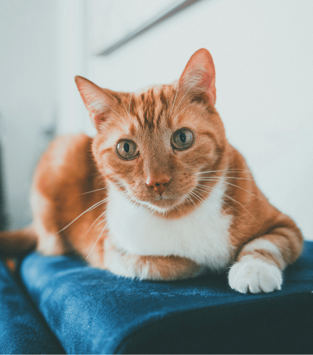 orange and white cat sitting on a blue blanket